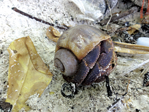 島の林の中に生息する大きなヤドカリ。